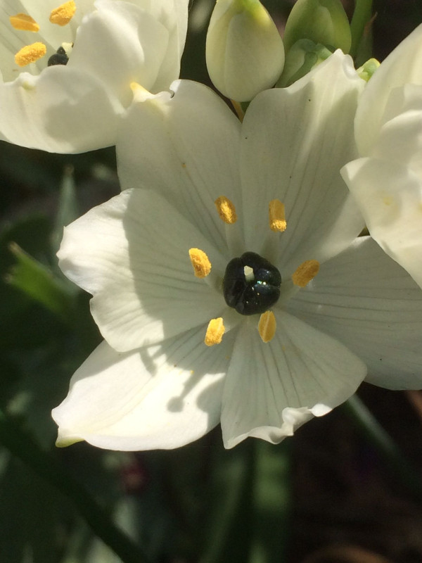 IXIA White Variety Flower Bulbs (2 Bulbs in a Pack)