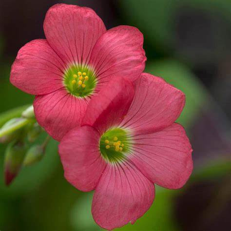 Oxalis Iron Cross Pink Flower Bulbs (Pack of 2)