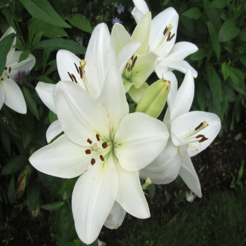 Eucharis Lily or Amazon Lily White Flower Bulbs (2 Bulbs in a Pack)