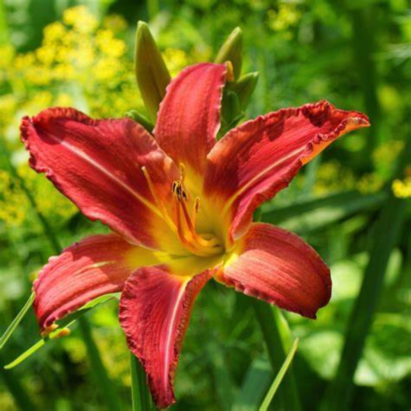 Day Lilly Red Variety Flower Bulbs (2 Bulbs in a Pack)