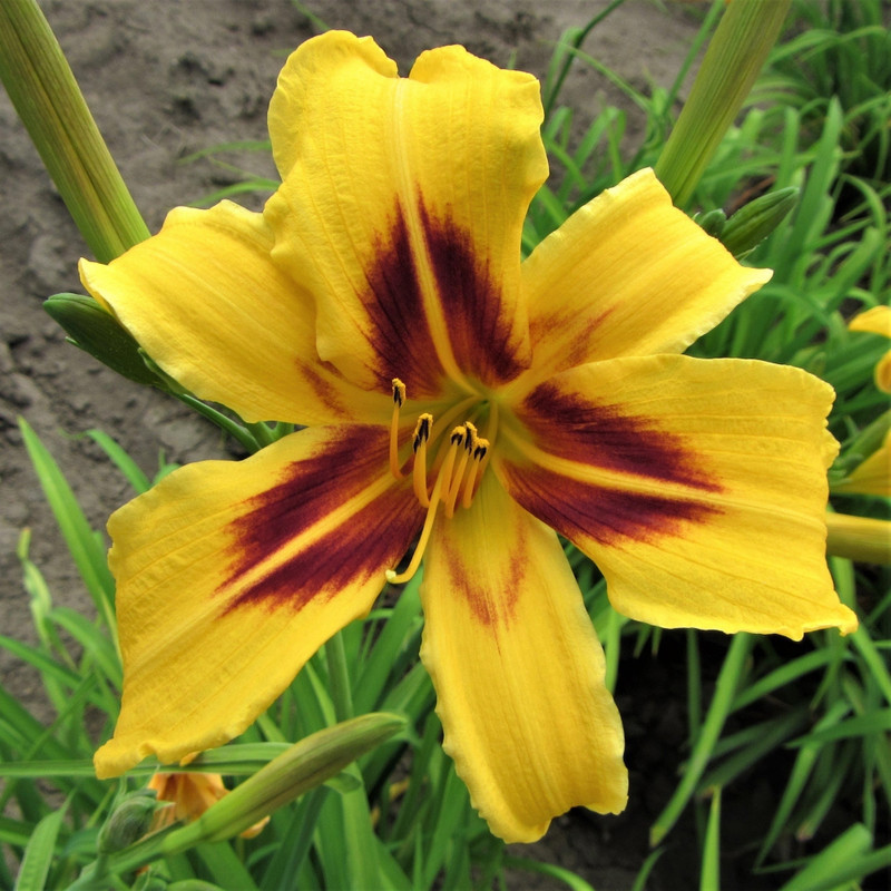 Day Lilly Yellow Variety Flower Bulbs (2 Bulbs in a Pack)