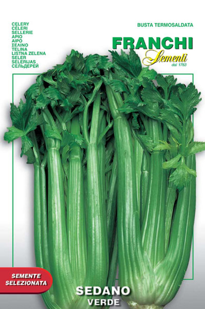 Celery Verde Pascal (124-6)