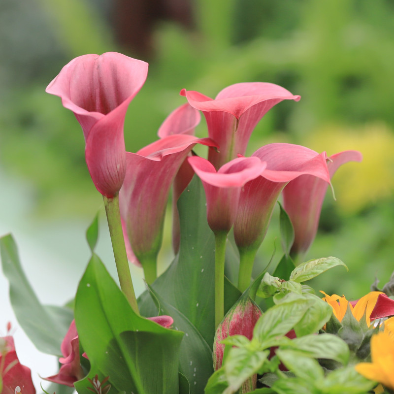 CALLA LILY PINK FLOWER BULBS (PACK OF 15 PC)