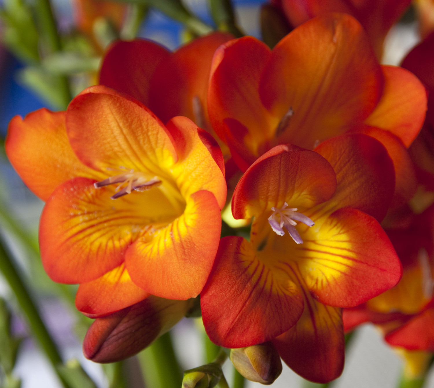 Freesia Orange Variety Flower Bulbs (2 Bulbs in a Pack)