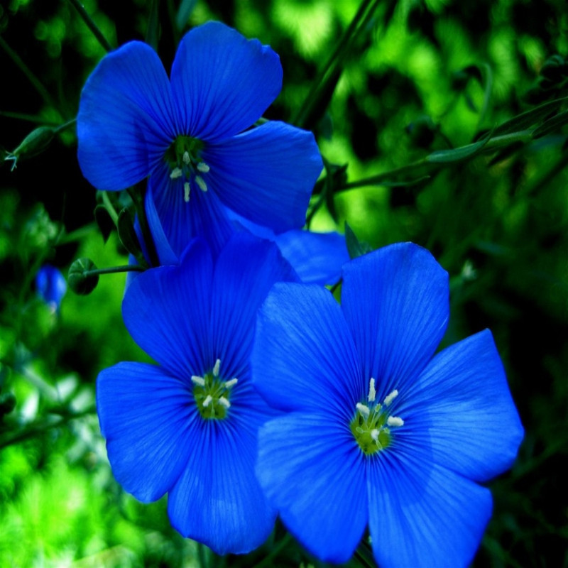 Kaempheria Blue Variety Flower Bulbs (2 Bulbs in a Pack)