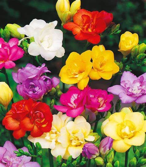 FREESIA- MIX, VARIETY FLOWER BULBS (PACK OF 5 PCS)