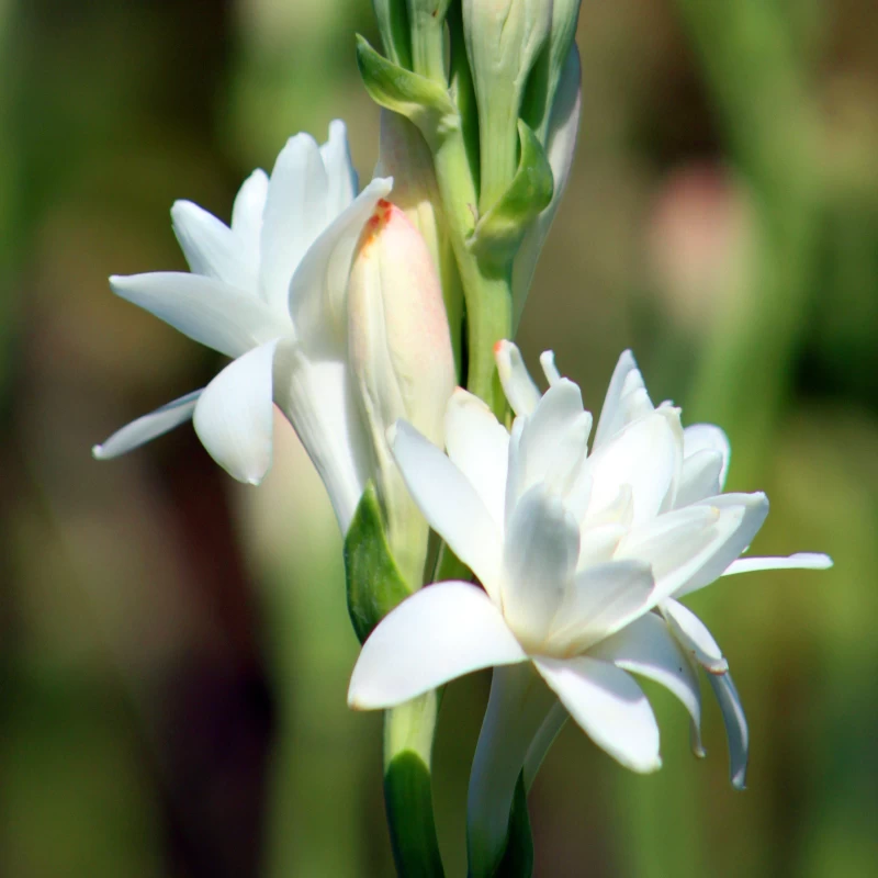 Tuberose or Rajnigandha White Double Variety Flower Bulbs (2 Bulbs in a Pack)