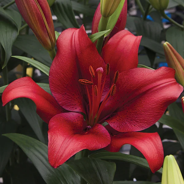 Lillium/Asiatic Lily Red Flower bulbs (Pack of 2)