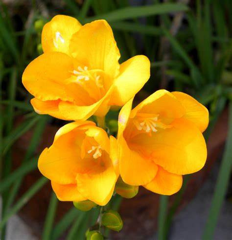 Freesia Yellow Variety Flower Bulbs (2 Bulbs in a Pack)