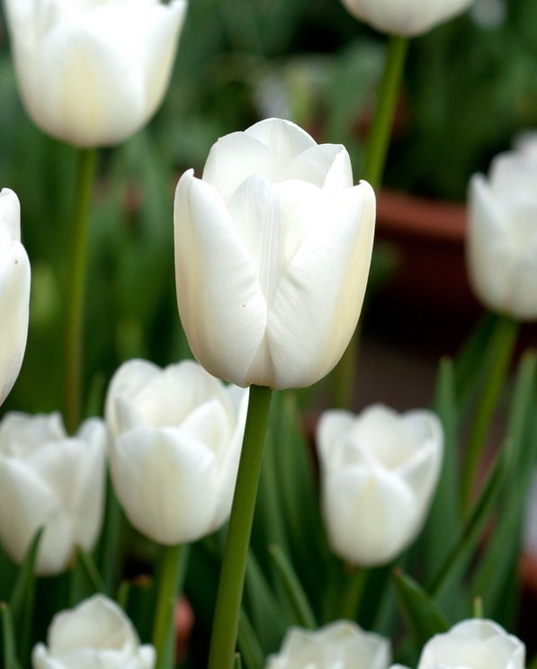 TULIP-WHITE MARVEL VARIETY FLOWER BULBS (PACK OF 5 PCS)