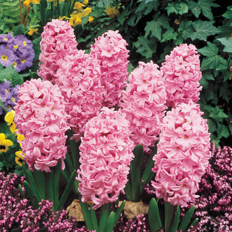 HYACINTH-FONDANT, VARIETY FLOWER BULBS (PACK OF 6 PCS)