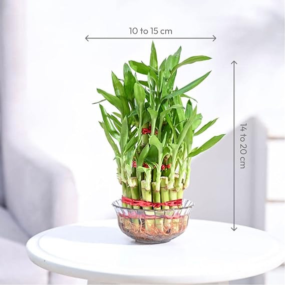 LUCKY BAMBOO PLANT WITH POT 3 LAYER (PACK OF 2 PLANT)