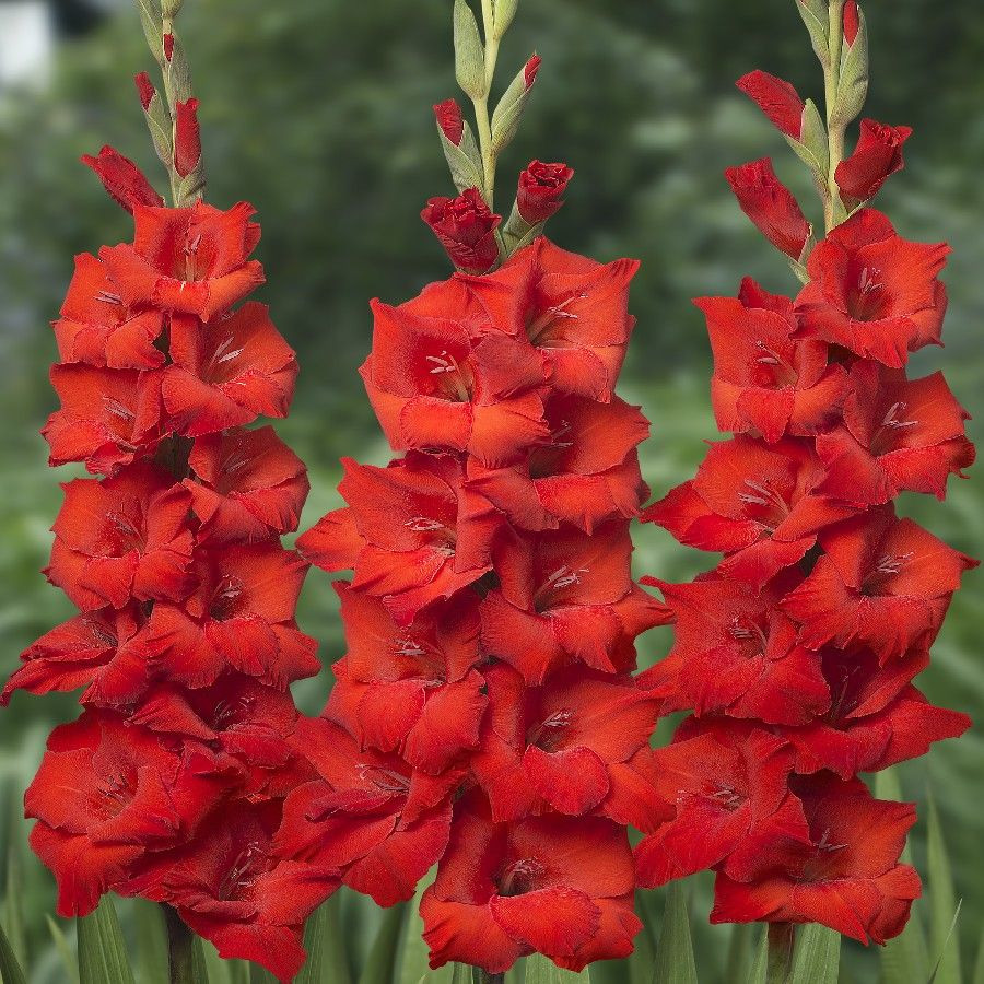Gladiolus Red Variety Flower Bulbs (2 Bulbs in a Pack)