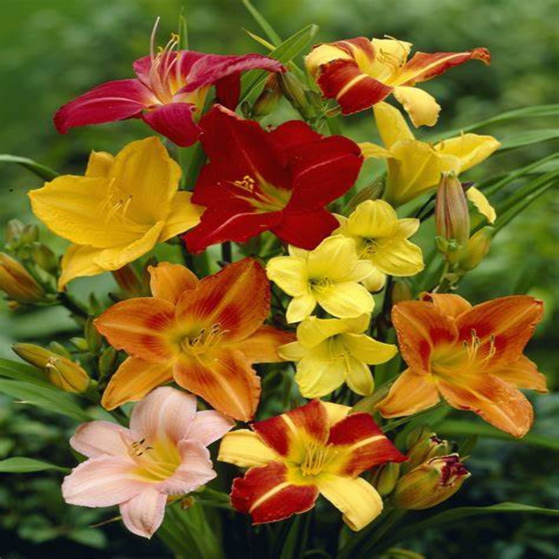 Day Lilly Mix Variety Flower Bulbs (2 Bulbs in a Pack)