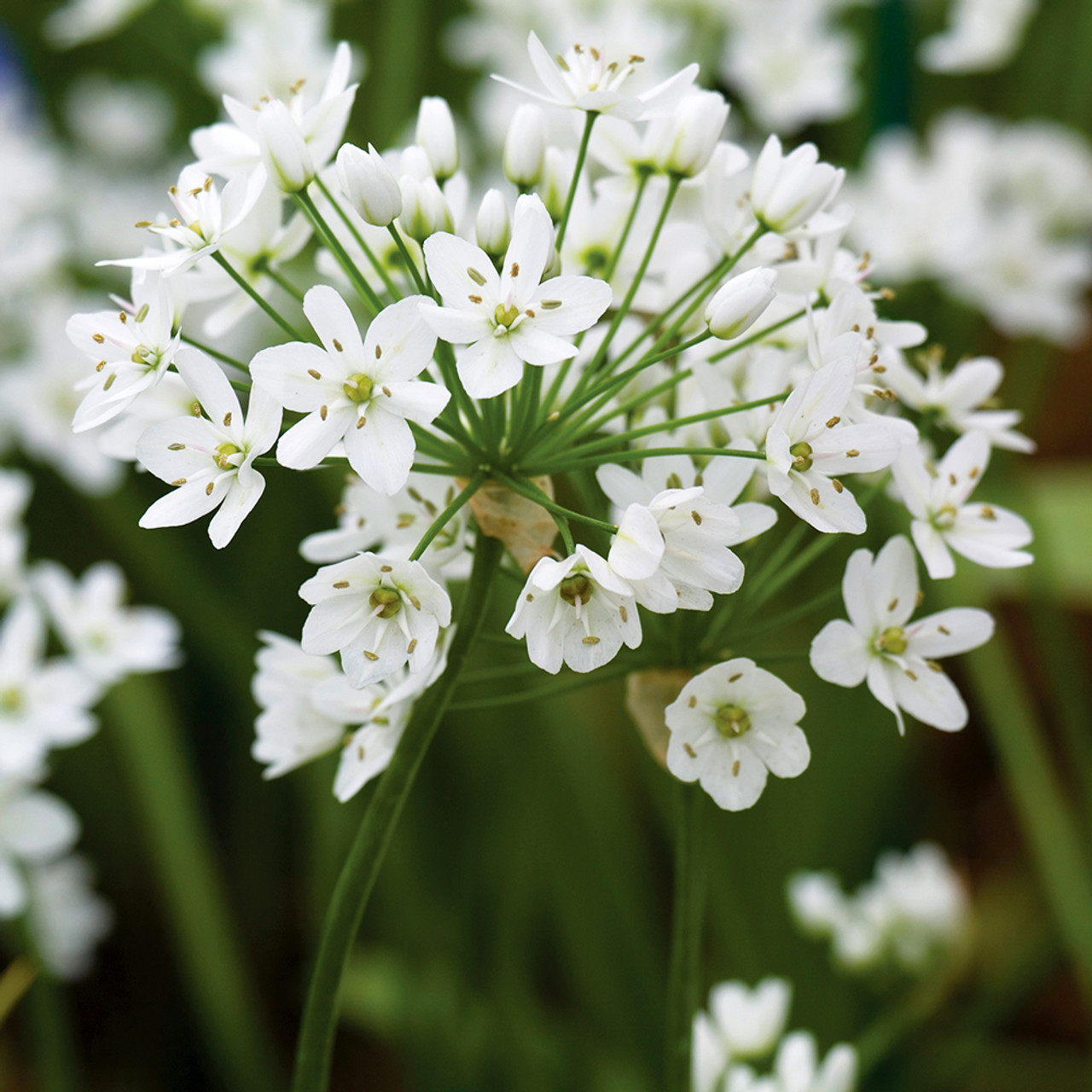 Allium White Variety Flower Bulbs (2 Bulbs in a Pack)