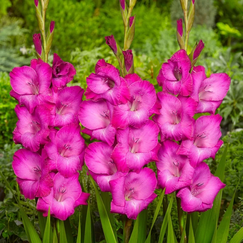 Gladiolus Pink Variety Flower Bulbs (2 Bulbs in a Pack)