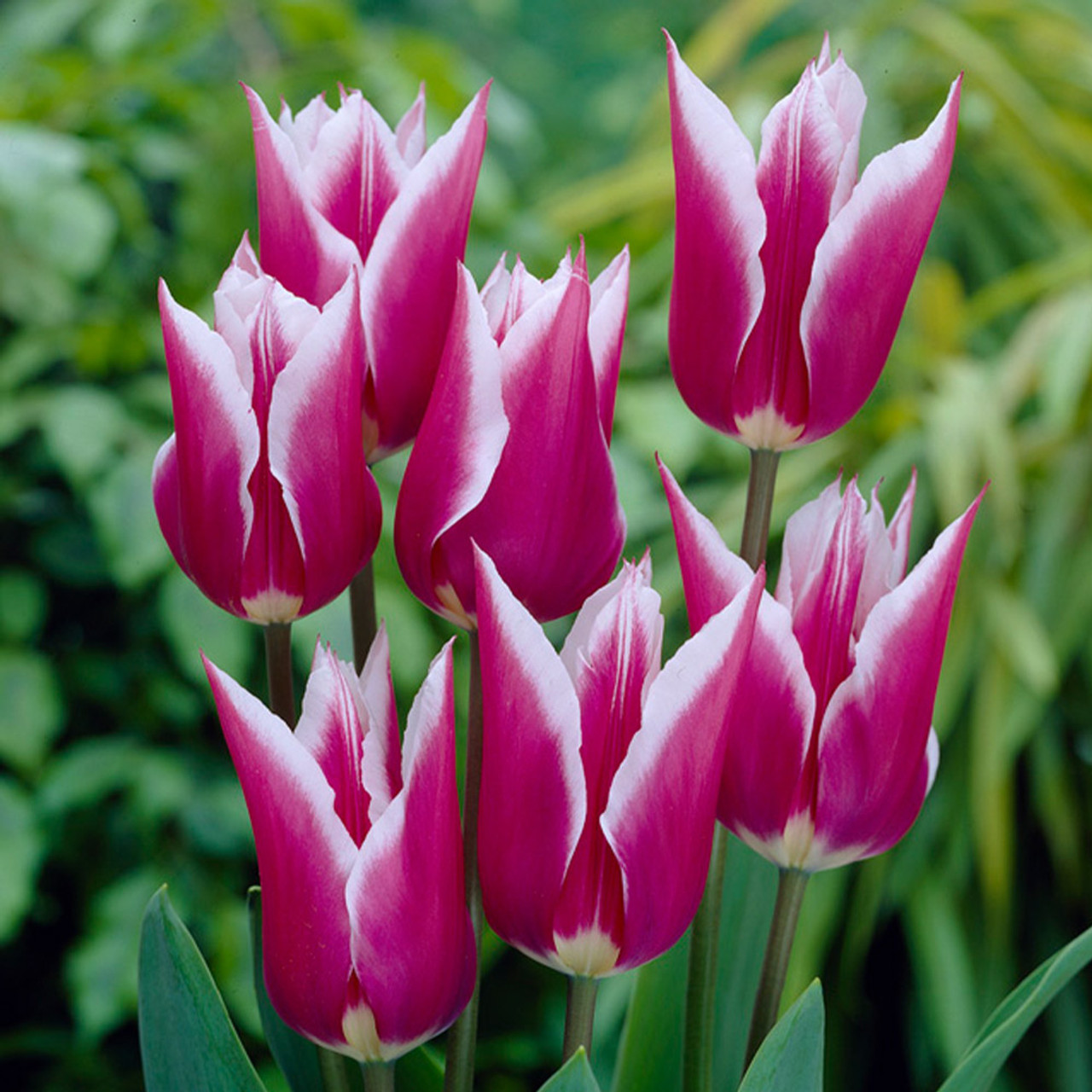 TULIP- CLAUDIA,  VARIETY FLOWER BULBS (PACK OF 5 PCS)