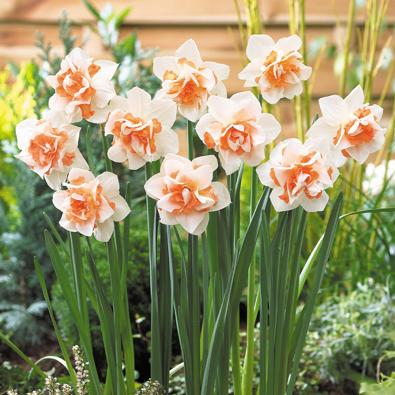 NARCISSUS-REPLETE, VARIETY FLOWER BULBS (PACK OF 6 PCS)