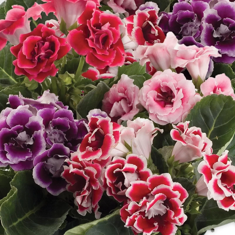 GLOXINIA MIX FLOWER BULBS (PACK OF 5 PC)
