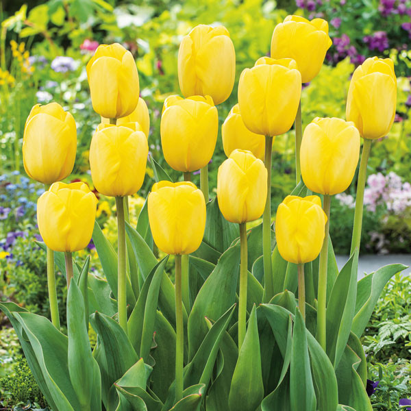 TULIP -NOVI SUN, VARIETY FLOWER BULBS (PACK OF 5 PCS)