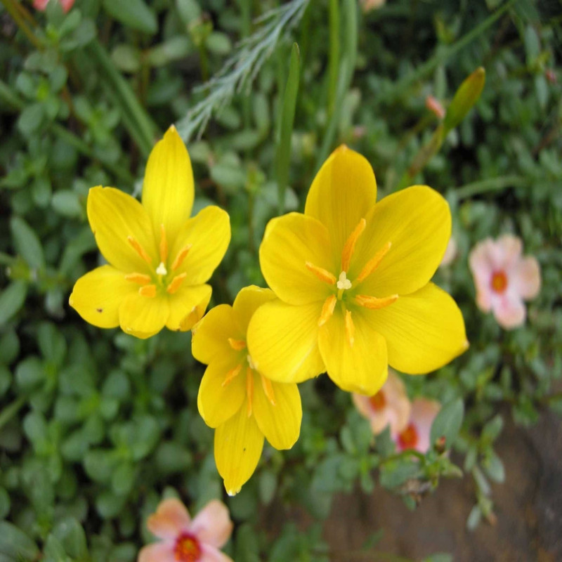 Zephyranthus/Rain Lilly Yellow Variety Flower Bulbs (2 Bulbs in a Pack)