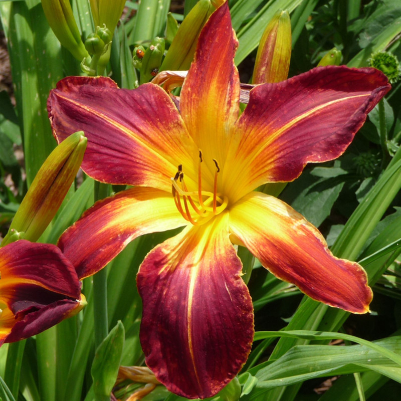 DAY LILY BROWN FLOWER BULBS (PACK OF 15 PC)