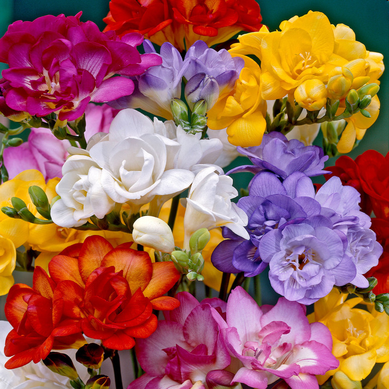 Freesia Mix Variety Flower Bulbs (2 Bulbs in a Pack)