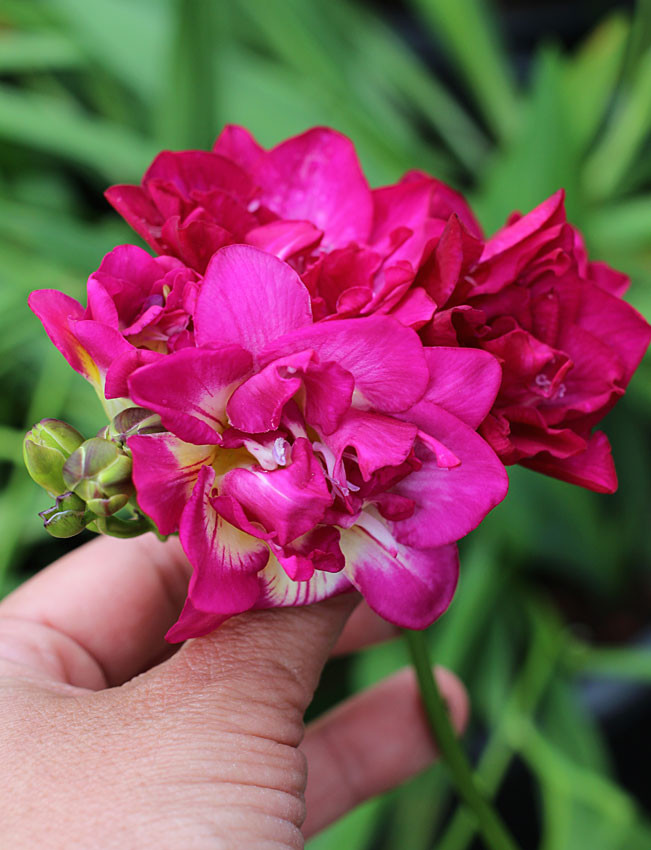 FREESIA- PINK, VARIETY FLOWER BULBS (PACK OF 5 PCS)