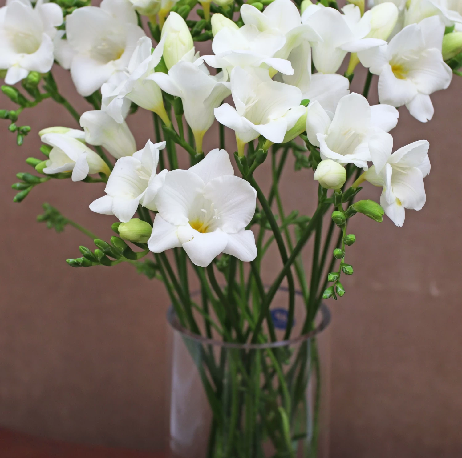 Freesia White Variety Flower Bulbs (2 Bulbs in a Pack)