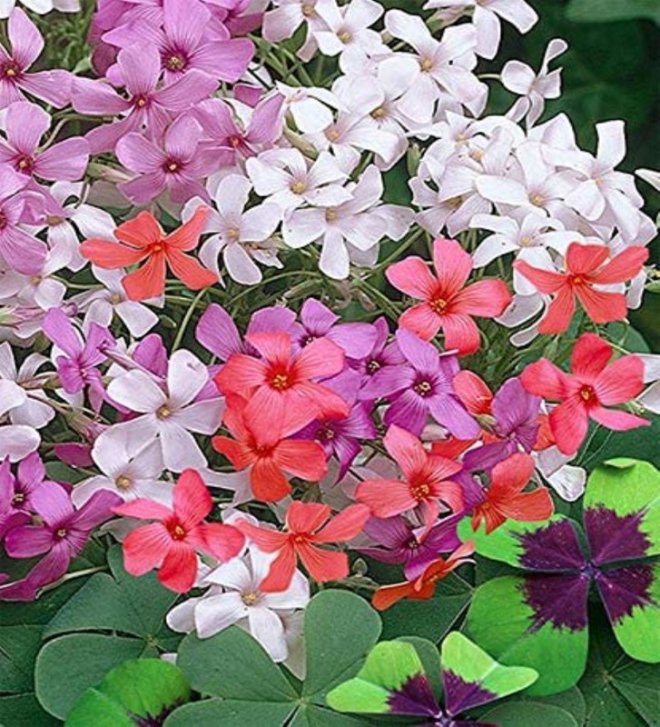 OXALIS Mix Variety Flower Bulbs (2 Bulbs in a Pack)