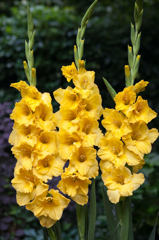 Gladiolus Yellow Variety Flower Bulbs (2 Bulbs in a Pack)