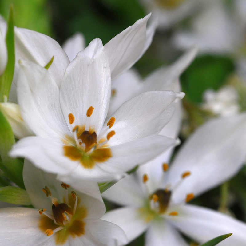 Ornithogalum White Variety Flower Bulbs (2 Bulbs in a Pack)