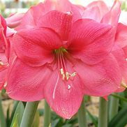 Amaryllis Pink Rival Flower Bulbs (Bulbs Size 24-26 cm)