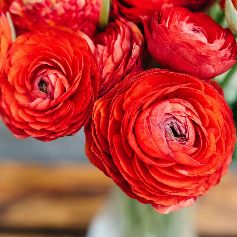 RANUNCULUS RED VARITEY FLOWER BULBS (PACK OF 20 PCS)