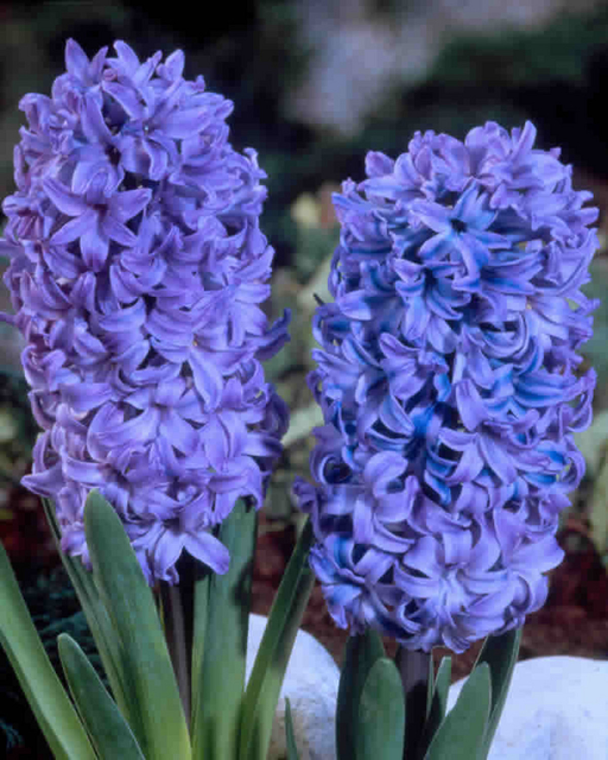 HYACINTH-DELFTS BLAUW, VARIETY FLOWER BULBS (PACK OF 6 PCS)