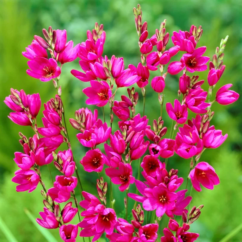 IXIA Pink Variety Flower Bulbs (2 Bulbs in a Pack)