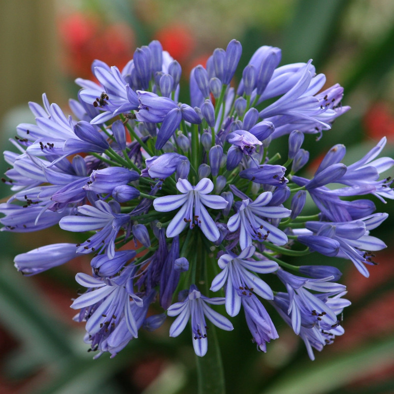 Agapanthus Blue Variety Flower Plants (2 Bulbs in a Pack)