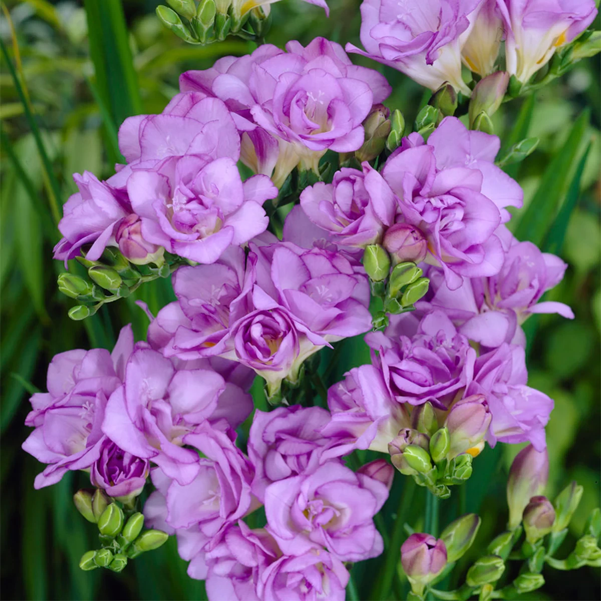 FREESIA-BLUE VARIETY FLOWER BULBS (PACK OF 5 PCS)