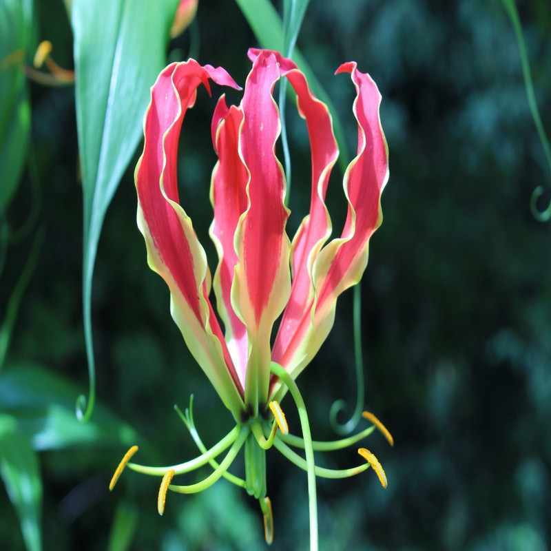 Gloriosa/Flame Lily Red Flower Bulbs (2 Bulbs in a Pack)