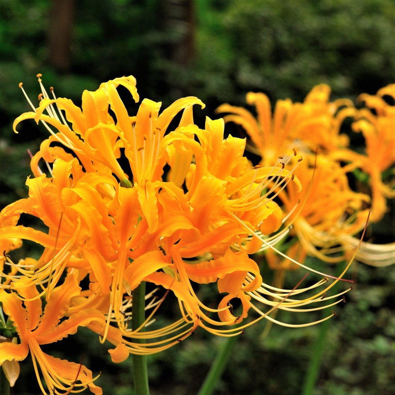 Lycoris Yellow Variety Flower Bulbs (2 Bulbs in a Pack)