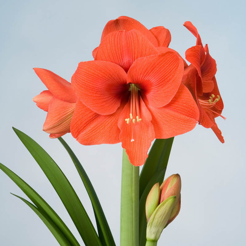 Amaryllis Naranja Flower Bulbs (Bulbs Size 24-26 cm)