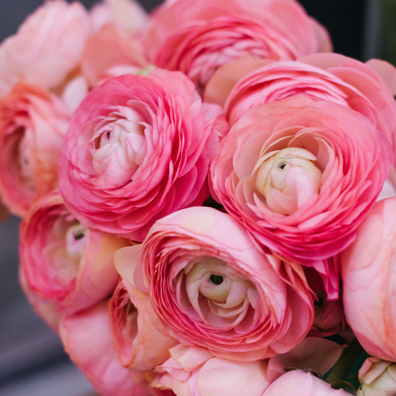 RANUNCULUS- PINK, VARIETY FLOWER BULBS (PACK OF 5 PCS)