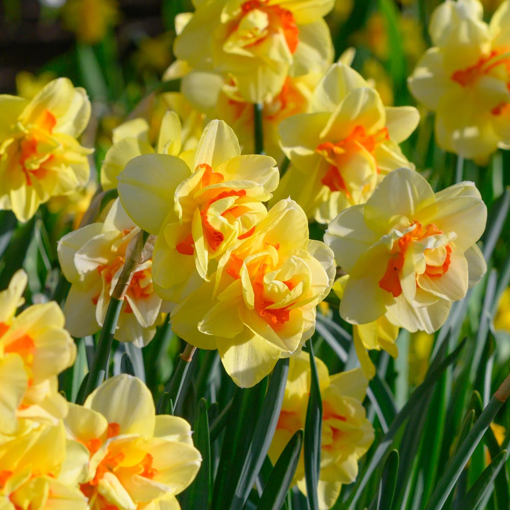 NARCISSUS-TAHITI, VARIETY FLOWER BULBS (PACK OF 5 PCS )