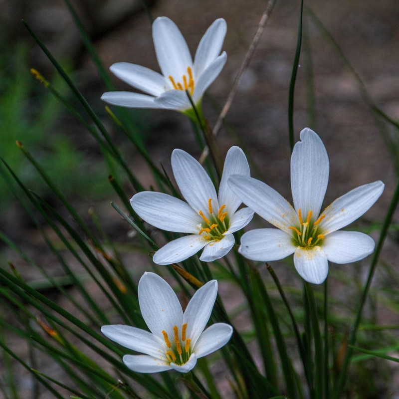 Zephyranthus/Rain Lilly White Variety Flower Bulbs (2 Bulbs in a Pack)