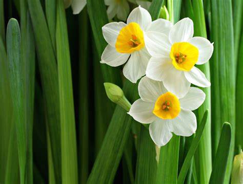 Nargis (Indian Daffodil