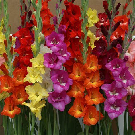 Gladiolus Mix Variety Flower Bulbs(2 Bulbs in a Pack)
