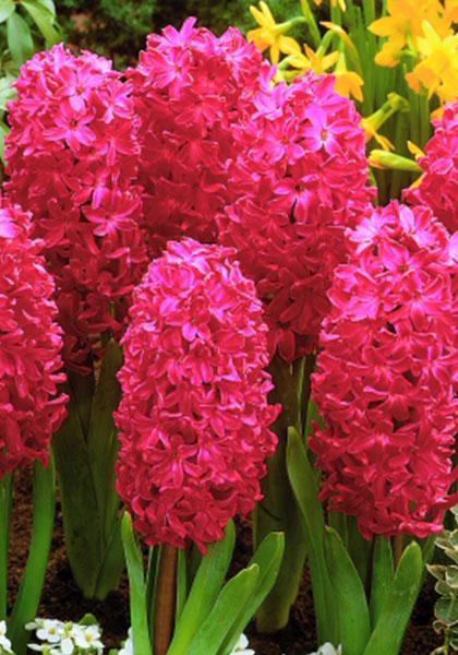 HYACINTH- JON BOSS, VARIETY FLOWER BULBS (PACK OF 5 PCS )