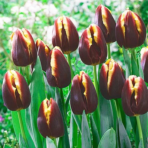 TULIP-DOBERMAN, VARIETY FLOWER BULBS (PACK OF 5 PCS)