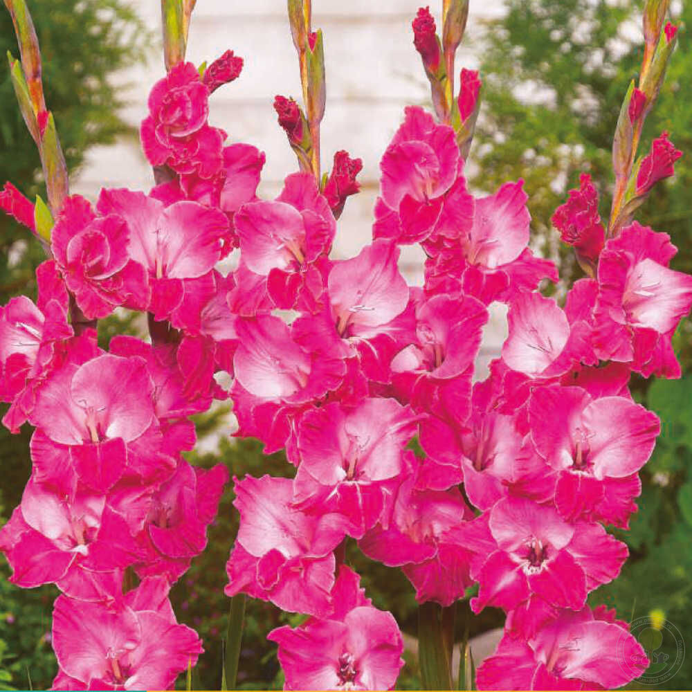 GLADIOLUS- FAIRY TALE PINK, VARIETY FLOWER BULBS (PACK OF 20 PCS)