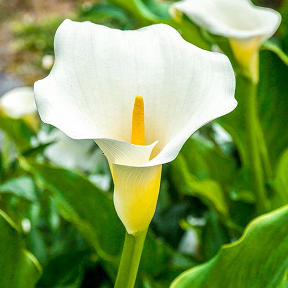 CALLA LILY WHITE FLOWER BULBS (PACK OF 15 PC)